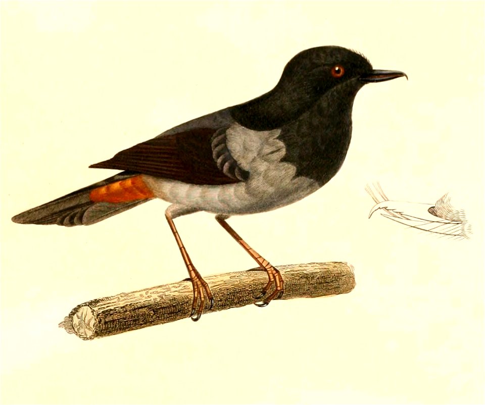 English:  « Serrirostrum carbonarium » = Diglossa carbonaria (Grey-bellied Flowerpiercer)Français :  « Serrirostrum carbonarium » = Diglossa carbonaria (Pe