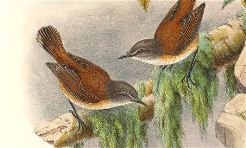 Gerygone dorsalis - The birds of New Guinea and the adjacent Papuan islands : including many new species recently discovered in Australia. v.2 (Plate 11).
