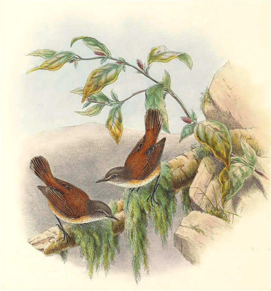 Gerygone dorsalis - The birds of New Guinea and the adjacent Papuan islands : including many new species recently discovered in Australia. v.2 (Plate 11).