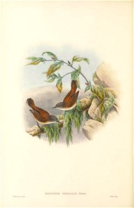Gerygone dorsalis - The birds of New Guinea and the adjacent Papuan islands : including many new species recently discovered in Australia. v.2 (Plate 11).