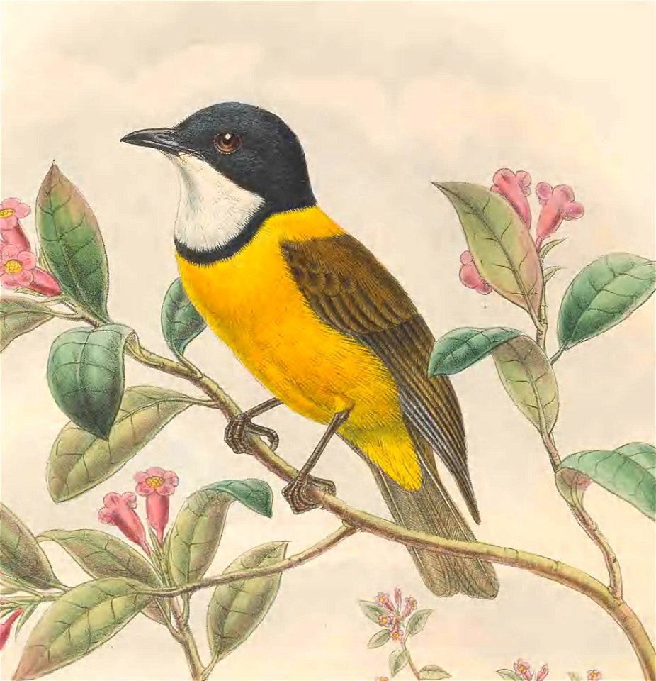 Pachycephala collaris in The birds of New Guinea and the adjacent Papuan islands, including many new species recently discovered in Australia. v.3 (Plate 17).
