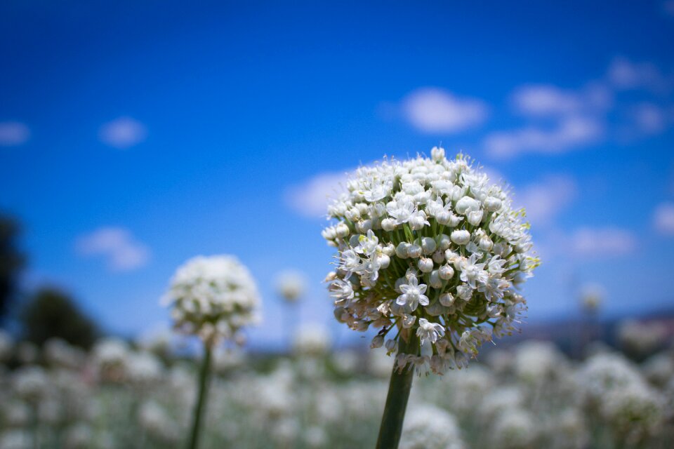 Brands italy spring