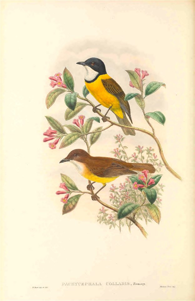Pachycephala collaris in The birds of New Guinea and the adjacent Papuan islands, including many new species recently discovered in Australia. v.3 (Plate 17).