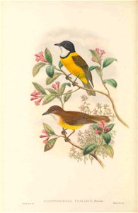 Pachycephala collaris in The birds of New Guinea and the adjacent Papuan islands, including many new species recently discovered in Australia. v.3 (Plate 17).