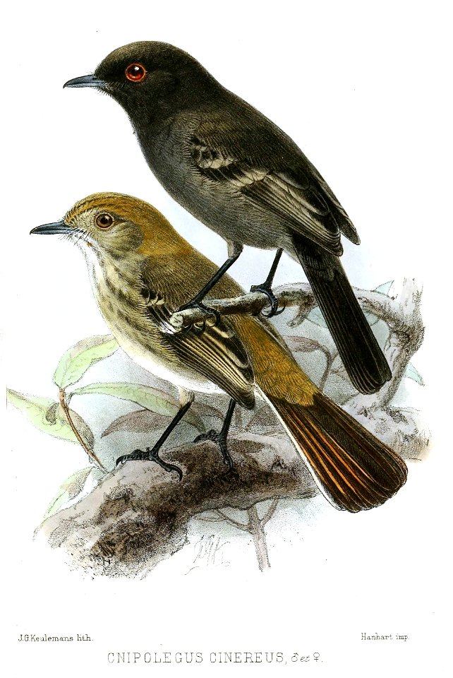 English:  « Cnipolegus cinereus » = Knipolegus striaticeps (Cinereous Tyrant)Français :  « Cnipolegus cinereus » = Knipolegus striaticeps (Ada cendré)