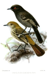 English:  « Cnipolegus cinereus » = Knipolegus striaticeps (Cinereous Tyrant)Français :  « Cnipolegus cinereus » = Knipolegus striaticeps (Ada cendré)