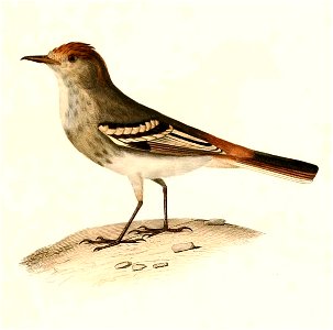 English:  « Muscisaxicola striaticeps » = Knipolegus striaticeps (Cinereous Tyrant)Français :  « Muscisaxicola striaticeps » = Knipolegus striaticeps (Ada 