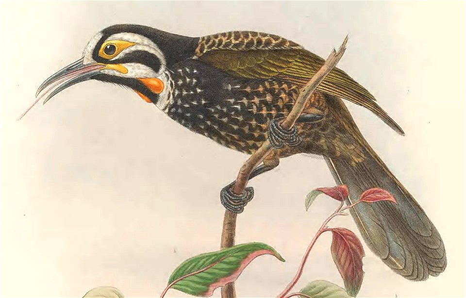 Melirrhophetes leucostephes (=Melidectes leucostephes) in The birds of New Guinea and the adjacent Papuan islands, including many new species recently discovered in Australia. v.3 (Plate 33).