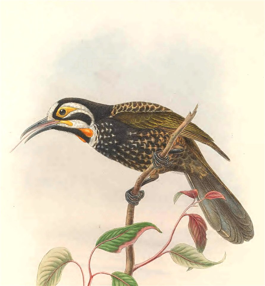 Melirrhophetes leucostephes (=Melidectes leucostephes) in The birds of New Guinea and the adjacent Papuan islands, including many new species recently discovered in Australia. v.3 (Plate 33).