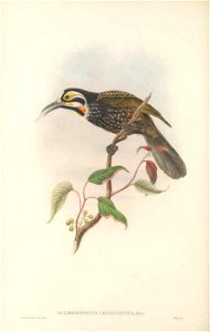 Melirrhophetes leucostephes (=Melidectes leucostephes) in The birds of New Guinea and the adjacent Papuan islands, including many new species recently discovered in Australia. v.3 (Plate 33).