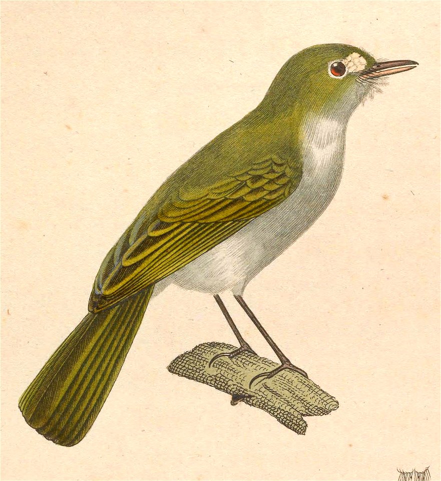 English:  « Muscicapa diops » = Hemitriccus diops (Drab-breasted Bamboo Tyrant) - maleFrançais :  « Muscicapa diops » = Hemitriccus diops (Todirostre à poi