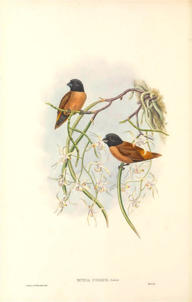 Munia forbesi=Lonchura forbesi in The birds of New Guinea and the adjacent Papuan islands, including many new species recently discovered in Australia. v.4. (Plate 23)