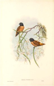 Munia forbesi=Lonchura forbesi in The birds of New Guinea and the adjacent Papuan islands, including many new species recently discovered in Australia. v.4. (Plate 23) photo
