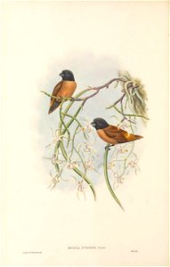 Munia forbesi=Lonchura forbesi in The birds of New Guinea and the adjacent Papuan islands, including many new species recently discovered in Australia. v.4. (Plate 23)