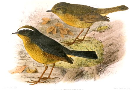 Ianthia goodfellowi = Brachypteryx montana goodfellowi Ogilvie-Grant, 1912?