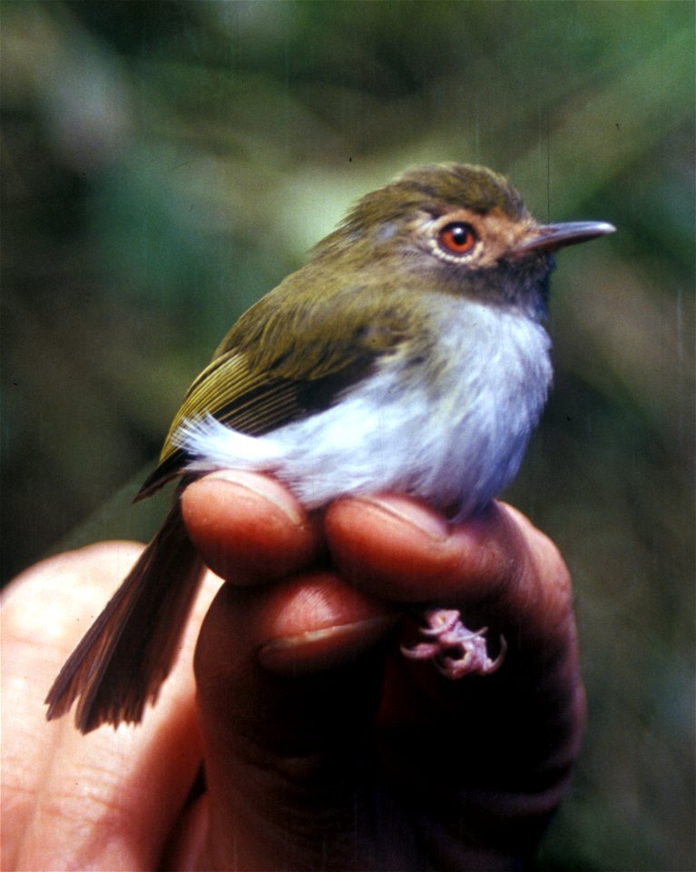 Black-throated Tody-tyrant (Hemitriccus granadensis) from Ecuador