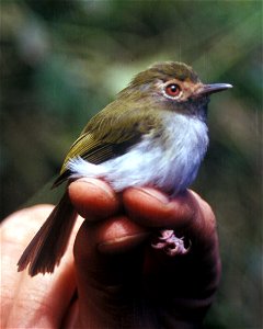 Black-throated Tody-tyrant (Hemitriccus granadensis) from Ecuador