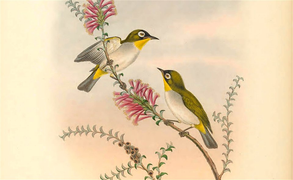 Zosterops delicatula (= Zosterops minor delicatulus) in The birds of New Guinea and the adjacent Papuan islands, including many new species recently discovered in Australia. v.3 (Plate 62).