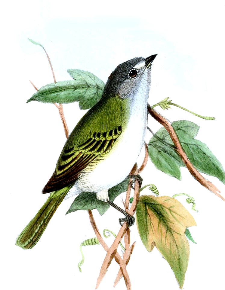 Grey-capped Tyrannulet