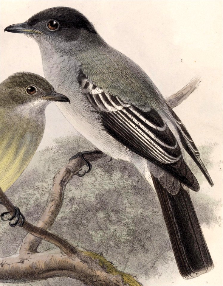 English:  « Sirystes albogriseus » = Sirystes albogriseus (Western Sirystes)Français :  « Sirystes albogriseus » = Sirystes albogriseus (Tyran à croupion b