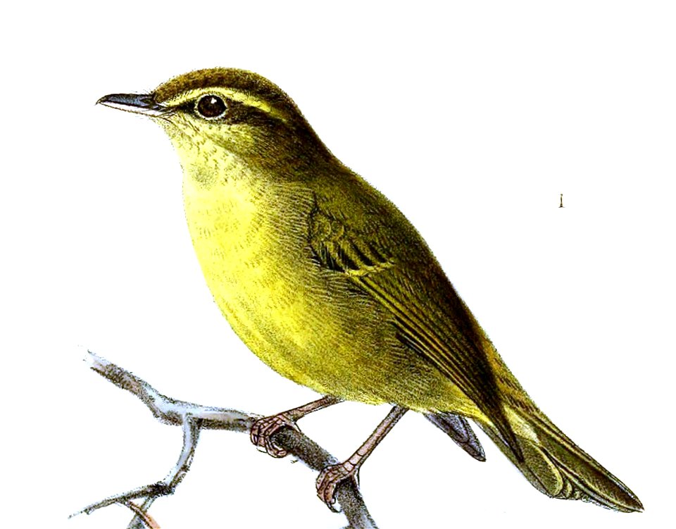 Cryptolopha nigrorum = Phylloscopus nigrorum