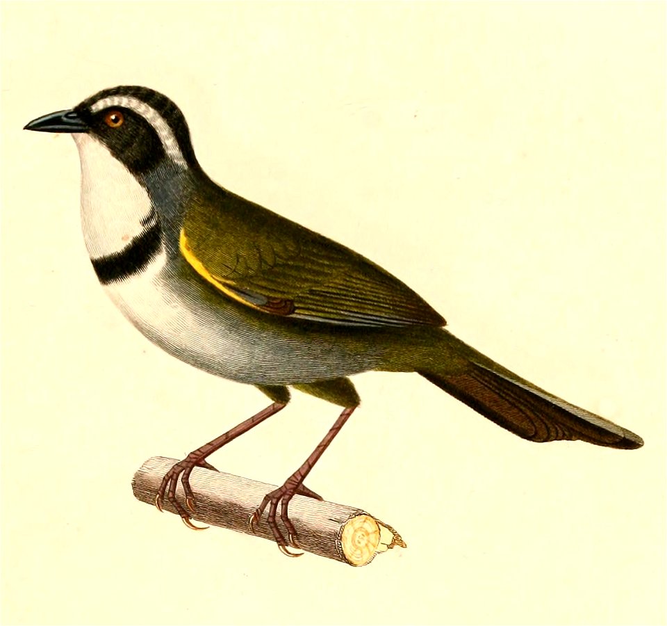 English:  « Embernagra torquata » = Arremon torquatus (Stripe-headed Brush Finch)Français :  « Embernagra torquata » = Arremon torquatus (Tohi à demi-colli