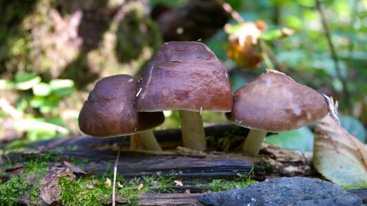 Nature in the fall of autumn