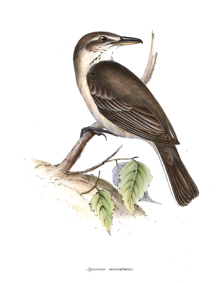Grey-bellied Shrike-tyrant (Agriornis micropterus)