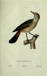 Tyrannus gutturalis, F.yd,. e^ r^^o . [= Agriornis gutturalis = Agriornis micropterus] 
iV.Jte/non/I rrftp. 

Xeirun, jvuip.