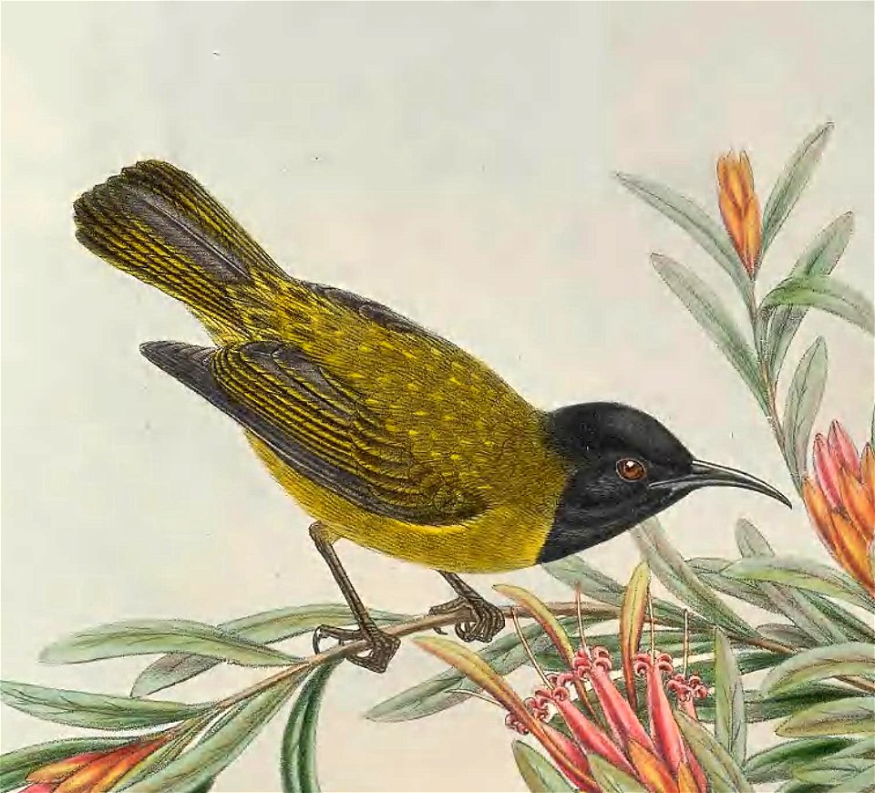 Myzomela melanocephala in The birds of New Guinea and the adjacent Papuan islands, including many new species recently discovered in Australia. v.3. (Plate 66)