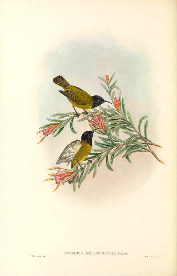 Myzomela melanocephala in The birds of New Guinea and the adjacent Papuan islands, including many new species recently discovered in Australia. v.3. (Plate 66)