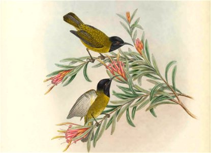 Myzomela melanocephala in The birds of New Guinea and the adjacent Papuan islands, including many new species recently discovered in Australia. v.3. (Plate 66)
