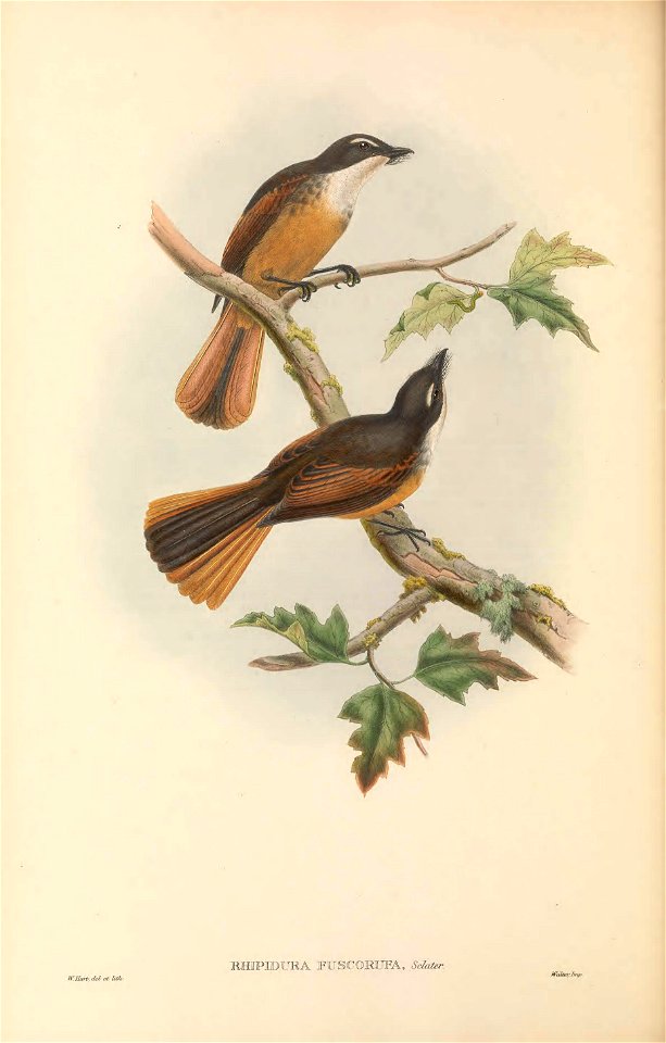 Rhipidura fuscorufa - The birds of New Guinea and the adjacent Papuan islands : including many new species recently discovered in Australia. v.2 (Plate 31).