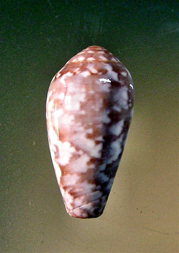 Conus achatinus Gmelin, 1791 (synonym: Conus monachus barbara Brazier, 1898) ; South China Sea.