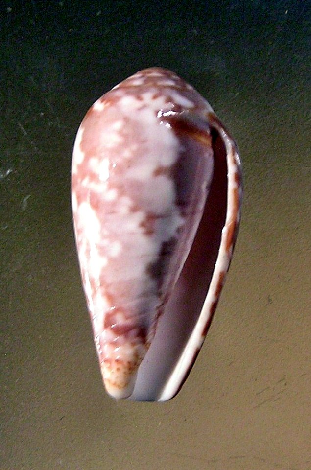 Conus achatinus Gmelin, 1791 (synonym: Conus monachus barbara Brazier, 1898) ; South China Sea.