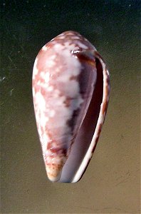 Conus achatinus Gmelin, 1791 (synonym: Conus monachus barbara Brazier, 1898) ; South China Sea.