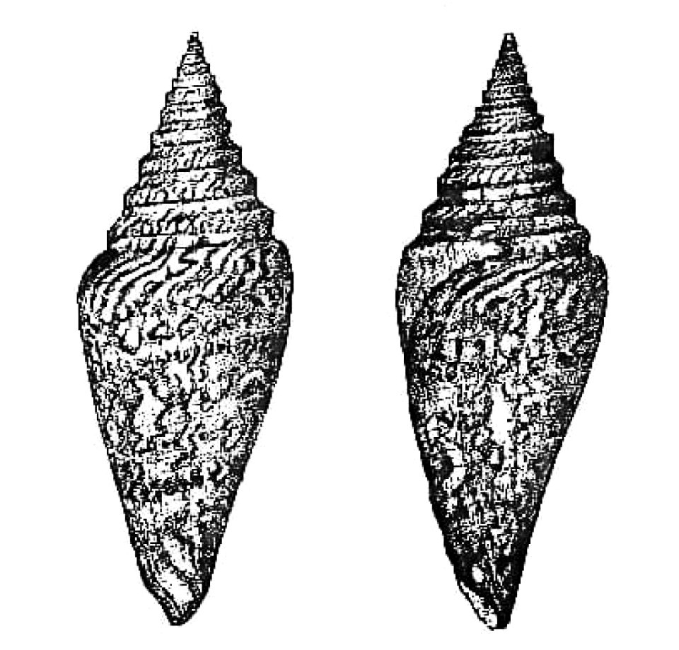 Illustrations taken from the original text of the discovery of , by G. B. Sowerby III, in 1908ː "Description of a new Species of the Genus Conus"; published in the Annals and Magazine of Natural Histo