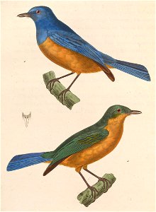 English:  « Muscicapa hyacinthina » = Cyornis hyacinthinus (Timor Blue Flycatcher) - male and femaleFrançais :  « Muscicapa hyacinthina » = Cyornis hyacint