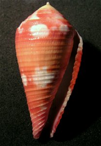 Conus pertusus Hwass in Bruguière, 1792  (synonym: Conus pertusus amabilis Chemnitz in Lamarck, 1810); the Philippines