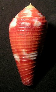 Conus pertusus Hwass in Bruguière, 1792 (synonym: Conus pertusus amabilis Chemnitz in Lamarck, 1810); the Philippines