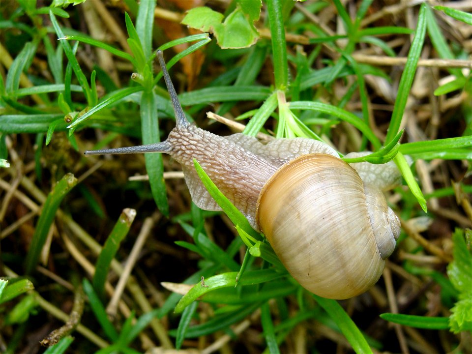 Ślimak żółtawy (Helix lutescens)