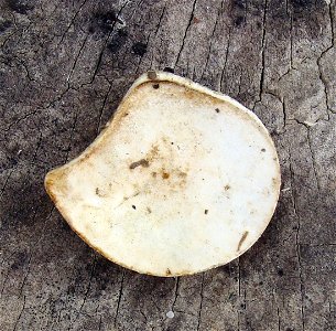 Wieczko zimowe ślimaka żółtawego (Helix lutescens)