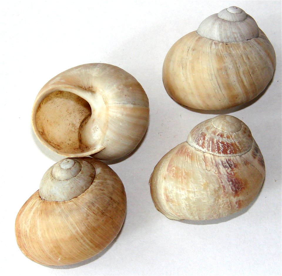 Muszle ślimaka żółtawego (Helix lutescens)