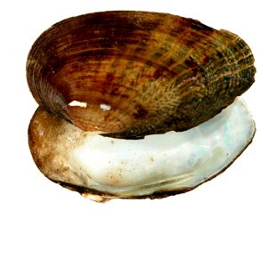 Medionidus penicillatus USFWS photo