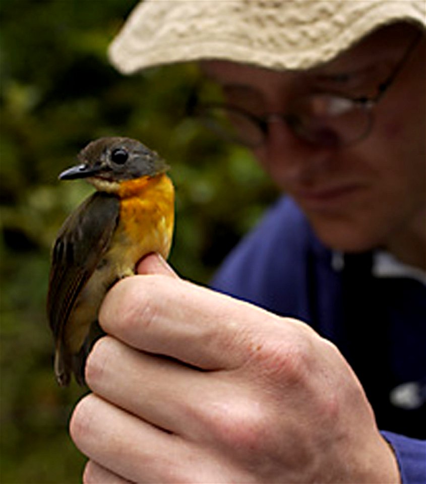 Brian Schmidt, National Museum of Natural History research ornithologist, holds a female olive-backed forest robin or Stiphrornis pyrrholaemus in his hand. The bird species was discovered by Smithsoni