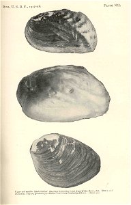 Bank-climber, Quadrula trapezoides (Lea), from White River, Ark, upper and middle; Pig-toe, Quadrula pyramidata (Lea), from Cumberland River, at bottom
Subject: Quadrula, Freshwater mussels
Tag: Shell