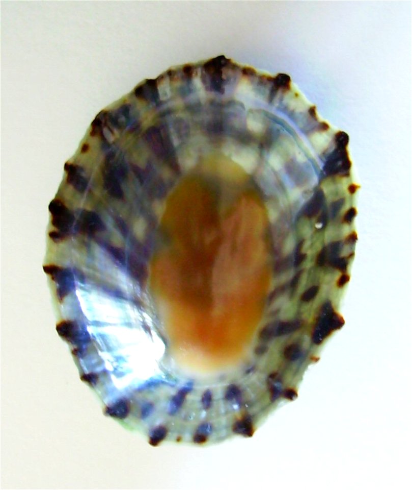 Cellana radians (underside) from Coromandel, New Zealand.




Public domainPublic domainfalsefalse





This work has been released into the  by its author, Graham Bould. This applies worldwide.In som
