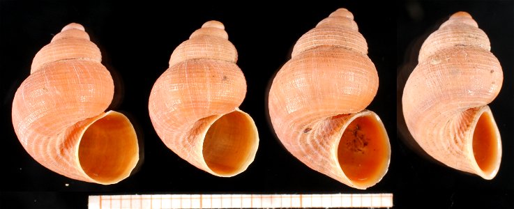 Tudorella sulcata (Draparnaud, 1805), Pomatiidae, Littorinoidea, Sorbeoconcha, Gastropoda, near Marseille, France