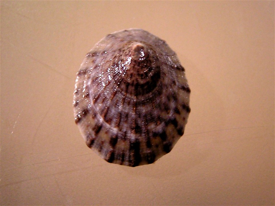 Cellana radians (Gmelin, 1791), a limpet from the family Nacellidae; New Zealand