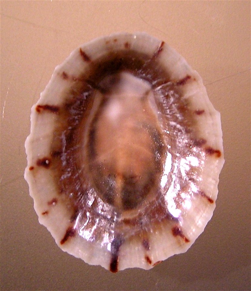 Cellana radians earlii Reeve, 1855) a keyhole limpet from the family Fissurellidae; New Zealand